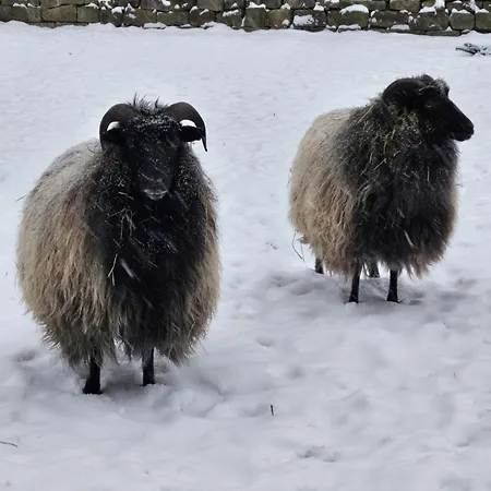 Souterrainwohnung Im Gruenen Apartmán *