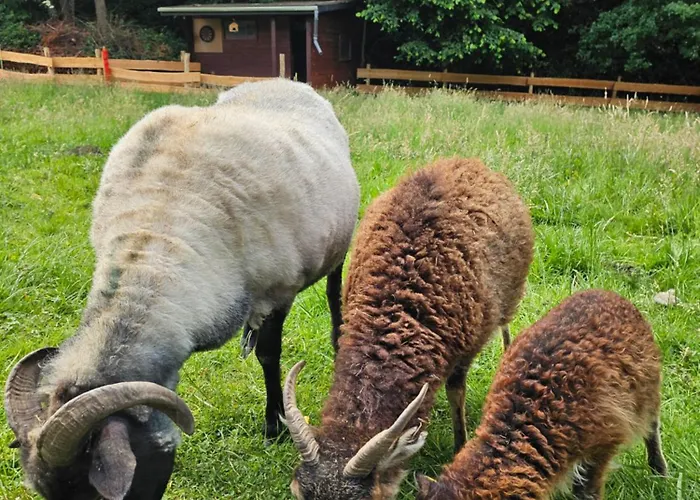 Souterrainwohnung Im Gruenen Witten